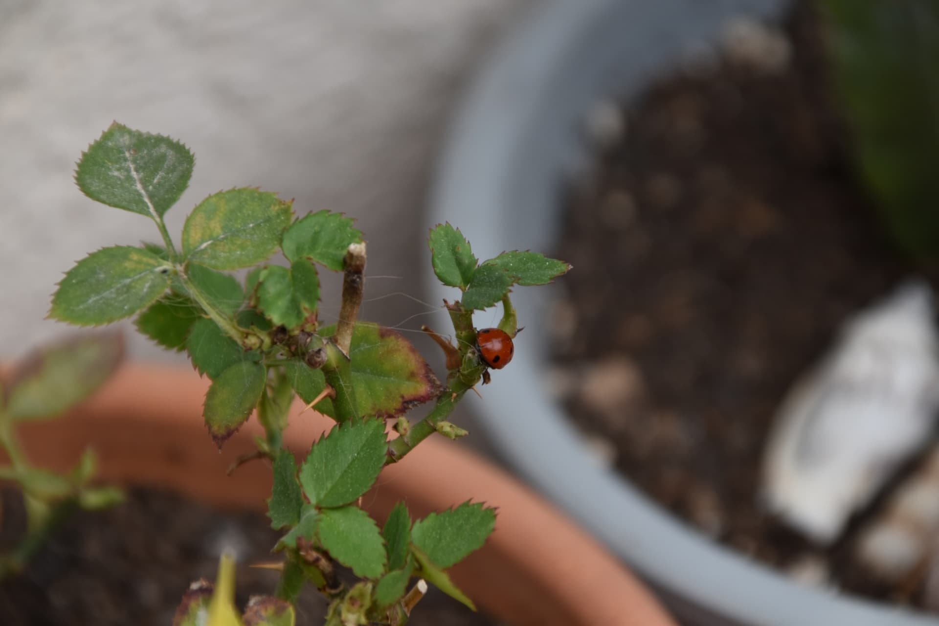 БЕССОВЕСТНО ПРОВАЛИЛАСЬ В ПРАКТИКУ