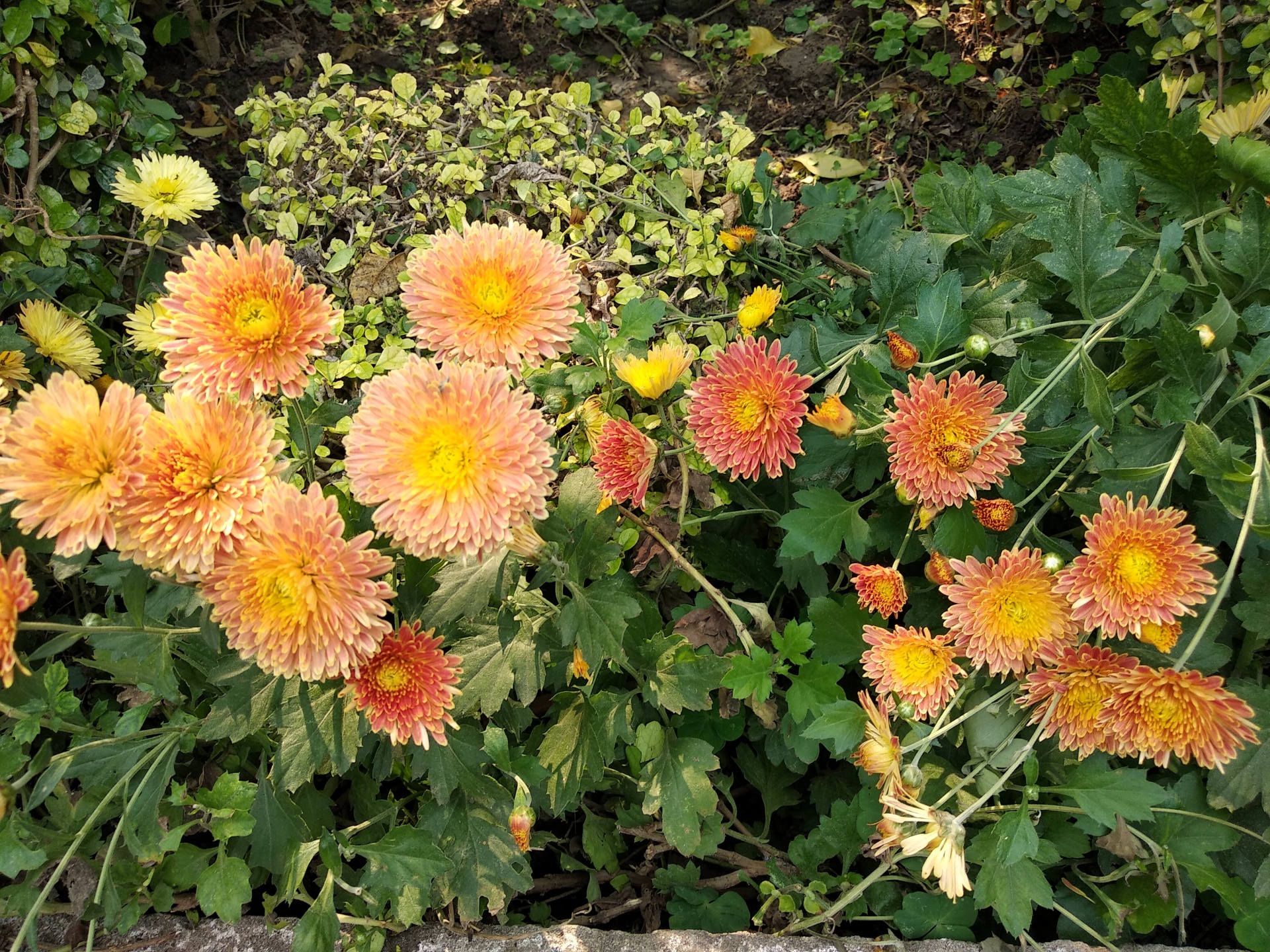 Потихоньку хинди учу